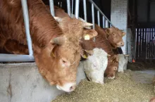 Ceny bydła (9.04.24)