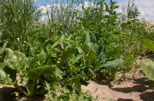 Zachwaszczona plantacja buraka