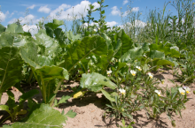 Zachwaszczona plantacja buraka