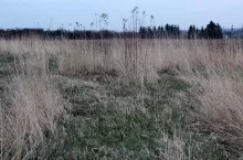 W 2022 roku rolnicy będą mogli prowadzić na gruntach ugorowanych produkcję w ramach zazielenienia, fot. R. Brodowski