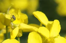 W okresie okołokwitnieniowym rzepak ozimy narażony jest na intensywne żerowanie chowacza podobnika. Jak zwalczać szkodniki rzepaku?