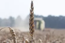 W chwili zbioru zbóż decyduje się nie tylko plon, ale także jego jakość, który może pogorszyć m.in. obecność mikotoksyn.