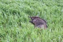 Znalezienie martwych dzików ma kluczowe znaczenie dla wczesnego wykrycia afrykańskiego pomoru świń na danym obszarze i wdrożenia środków zapobiegających dalszemu rozprzestrzenianiu się wirusa