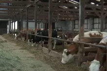 W obliczu rosnących kosztów produkcji i braku stabilności rynkowej polscy producenci stają przed wyzwaniem utrzymania rentowności. Ceny mleka w Polsce pozostają na wysokim poziomie, ale niepewność związana z eksportem i przyszłością mniejszych gospodarstw rysuje skomplikowany obraz branży.