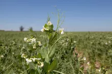 Powodzenie w uprawie grochu zależy od kilku czynników. Oczywiście, przebieg pogody ma niebagatelne znaczenie, ale zabiegi agrotechniczne są w stanie w dużym stopniu uodpornić plantacje na stres.