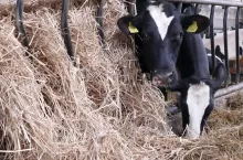 Do obliczenia wartości hodowlanej, Vit korzysta z międzynarodowej bazy danych, zawierającej informacje dotyczące pobrania paszy, produkcji mleka i masy prawie 15 000 krów z siedmiu krajów.