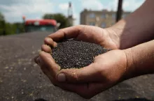 Jakie są aktualne ceny rzepaku w kontraktach na zbiory 2024?