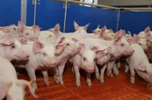 Jeszcze 10 lat temu polscy producenci prosiąt byli wyprzedzani przez dostawców z Danii, bo było u nas mało gospodarstw, mogących zagwarantować stawkę 500–600 warchlaków w tym samym wieku. Od kilku lat się to zmienia.