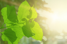 uprawa paulowni, drzewa tlenowego, oxytree