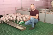 Prosięta, które odłączyliśmy od lochy, można zachęcić do pobierania paszy jej ładnym zapachem, choć wcale nie mlecznym, a malinowym