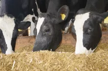 Korzystny wpływ na stabilizację pH żwacza oraz dawkę dobrego włókna dostarczy krowom dodatek 1–1,5 kg słomy. Większe ilości mogą przyczynić się do pogorszenia strawności dawki pokarmowej, a tym samym do obniżenia mleczności