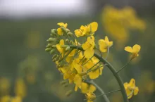 rzepak 10 kwietnia pod Bydgoszczą