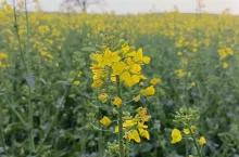 Kwitną wszystkie plantacje rzepaku. Również te mocne rzepaki, dobrze nawożone; Fot. M. Oronowicz