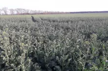 Rzepak na początku kwietnia i kwitnienia