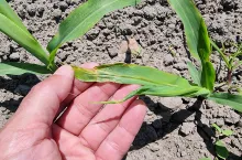 Na zdjęciu widoczne są typowe objaw żerowania ploniarki zbożówki na kukurydzy. Termin masowego wylotu muchówek i składania jaj przypada najczęściej w okresie wschodów kukurydzy, gdy rośliny mają 1–2 liści.