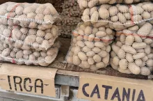 Ziemniaki rynek w Broniszach