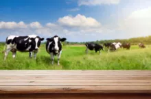 Producenci mleka są chyba największymi beneficjentami wejścia do Unii. Mleko zawsze było naszą siłą, ale przez ostatnie 20 lat staliśmy się czołowym producentem białego surowca w Unii Europejskiej. Co pokazują dane?