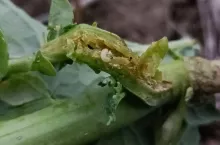 Miejsce żerowania po pchełce Fot. M. Oronowicz