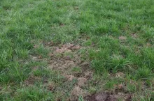 Paweł Tomaszewski stopniowo przechodzi na 2-letnie intensywne użytki zielone, uzupełnione międzyplonem motylkowato-trawiastym na paszę.