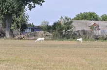 Według Kodeksu cywilnego, odpowiedzialnym za szkodę wyrządzoną przez zwierzę jest każdy, kto je chowa albo się nim posługuje