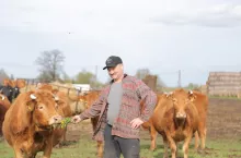 Stado mamek przed wycieleniem w pierwszych dniach wiosny. Gospodarz jeszcze podrzucił siano, ale już można przejść na zielone.