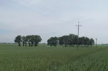 Aby spełnić normę GAEC 6 w przypadku upraw wcześnie zbieranych z pola, takich jak np. zboża, okrywę glebową będzie trzeba utrzymać od zbioru do 15 października. W międzyczasie rolnik będzie mógł też zasiać oziminy lub międzyplony