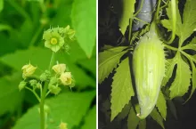 Cyklantera czyli dziki ogórek