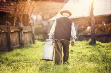Senior farmer carrying kettle full of milk