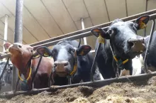 Wartość odżywcza śruty rzepakowej, mierzona ilością aminokwasów wchłanianych jelitowo oraz ich przetwarzaniem na mleko, jest wyższa w porównaniu do śruty sojowej