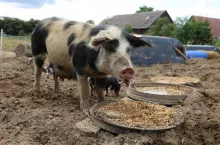 Świnia złotnicka pstra