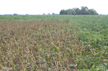 Zaraza ziemniaka - epidemia na polu