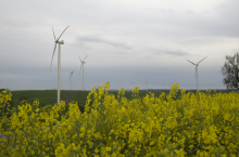 Wiatraki i rzepak