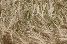 Jęczmień we Francji wylegający