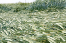 Wyleganie jęczmienia ozimego