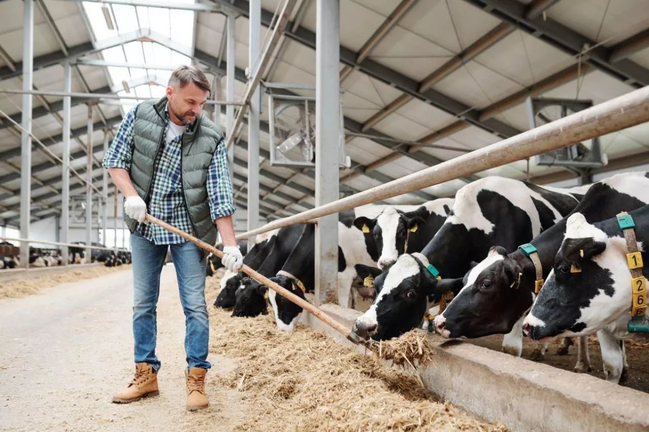 Pogłowie bydła w UE spadło o 1 mln szt. Polska w TOP 3 producentów wołowiny?