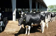 Co dokładnie dzieje się z padłymi zwierzętami po ich odbiorze? Okazuje się, że mogą one stanowić cenny surowiec organiczny, który może być dalej wykorzystywany w przemyśle.