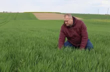 Druga połowa kwietnia: Adam Bojarski, na plantacji pszenicy durum