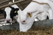 O tym jakimi kryteriami się kierować podczas wyboru białka w żywieniu krów, mówił Prof. Zygmunt Kowalski podczas swojego wykładu na tegorocznym Forum Mleko.