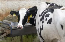 Okresy ciepłych temperatur otoczenia wzmacniają wpływ rodzaju i czystości poideł na pogorszenie jakości wody i różne zachowania związane z piciem krów mlecznych