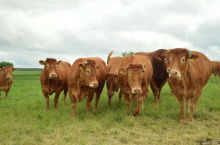 Krowy w skupach lekko drożeją. Brakuje ich na rynku. 