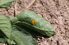 Jaja stonki ziemniaczanej