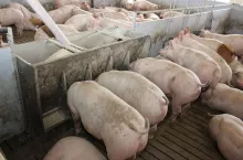 Przy zbyt wysokiej temperaturze zmniejsza się nie tylko pobranie paszy, ale także pogarsza się jej trawienie