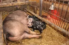 Lochy charakteryzują się bardzo dużą produkcją mleka, więc rolnik musi uważać, aby nie doszło do zapalenia wymienia