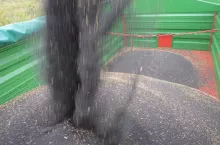 rzepak nasiona zbiór