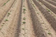 Wysadzając ziemniaki niewiadomego pochodzenia, o gorszych parametrach jakościowych, należy liczyć się, m.in. z nierównymi
wschodami. Utrudni to dalsze prowadzenie uprawy i obniży plony.