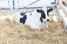 Przyczyną zaburzeń w oddawaniu mleka jest brak uwalniania oksytocyny podczas stymulacji wymienia na hali udojowej. Bardzo często przyczyną takiego stanu rzeczy jest pojawiający się podczas doju stres.