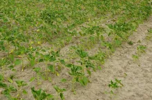 W uprawie słonecznika, bobowatych albo buraków po kukurydzy problemem są środki zastosowane do odchwaszczania na bazie mezotrionu z jego wysokimi dawkami. Tutaj bezpiecznym rozwiązaniem będzie wykorzystanie w kukurydzy substancji czynnej izoksaflutol