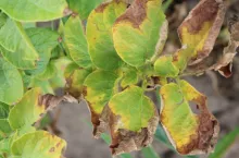 Zaraza ziemniaka coraz trudniejsza do zwalczania. Kiedy pierwszy zabieg?