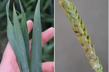 Jak wykonać test kopertowy na obecność fuzariozy kłosów?