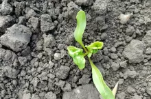 Aktualnie pod spodem liścia możemy spotkać kolonie mszyc. Łatwo je pomylić z drobinkami piasku czy błota Fot. M. Oronowicz